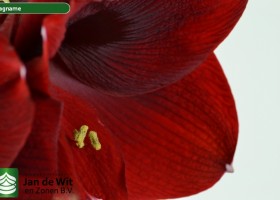 hippeastrum Magname (3)